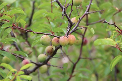 chickasaw plum fruits and leaves