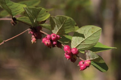 buckbrush berries and leaves on a stem