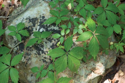 virginia creeper vine resting across a large rock