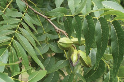 pecan tree and fruits