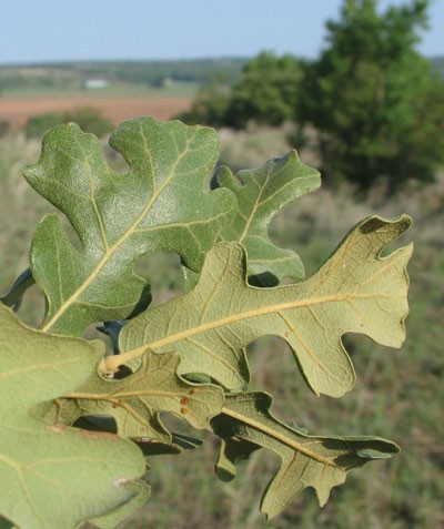post oak leaves