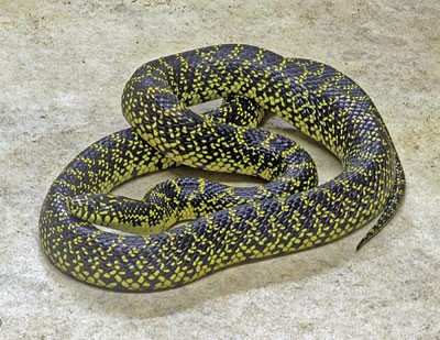 speckled kingsnake coiled on a flat surface