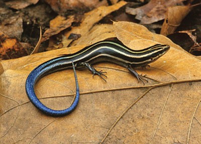 skink with a blue tail resting on a leaf on the ground 