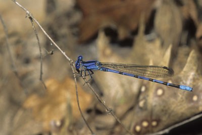 blue springwater dancer perched on a small stick