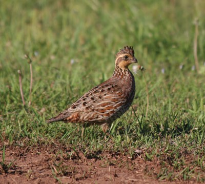 northern bobwhite standing in short grass