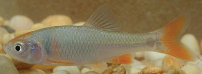 red shiner swimming against a background of small pebbles