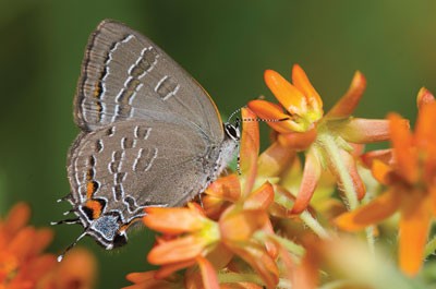 banded hairstreak butterfly on small orange flowers