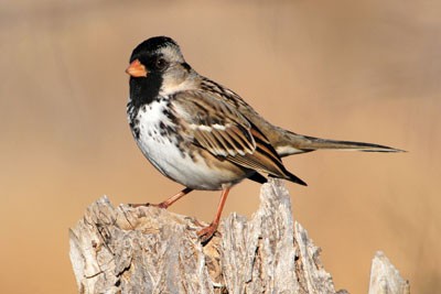 sparrow resting on a piece of wood