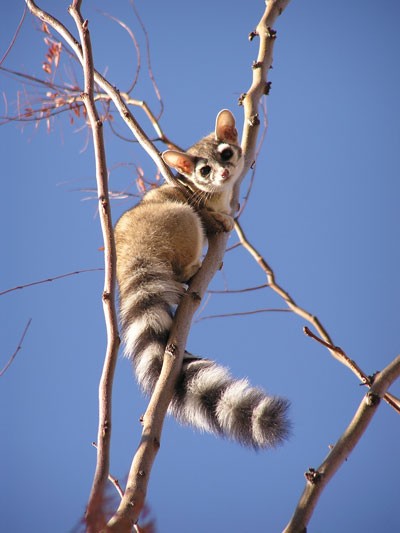 ringtail perched in a tree