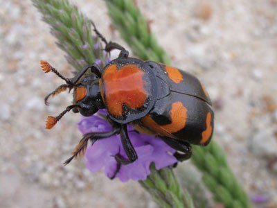 burying beetle climbing on a purple flower