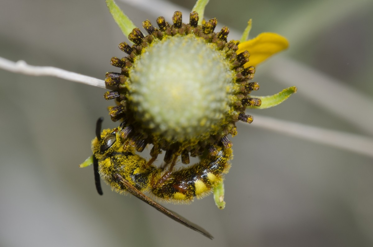 bee on a yellow flower