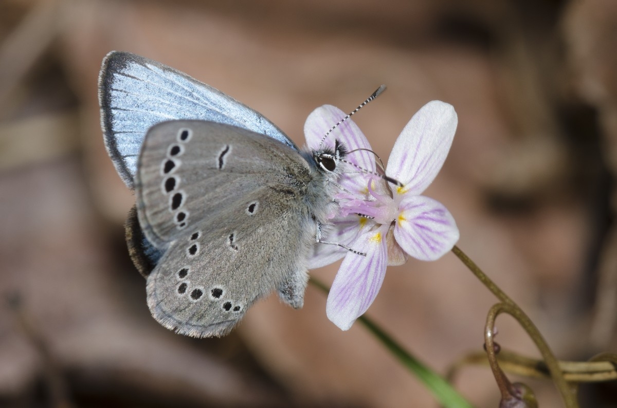 butterfly on a white flower