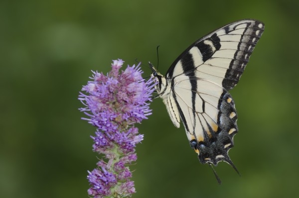 butterfly on a purple flower