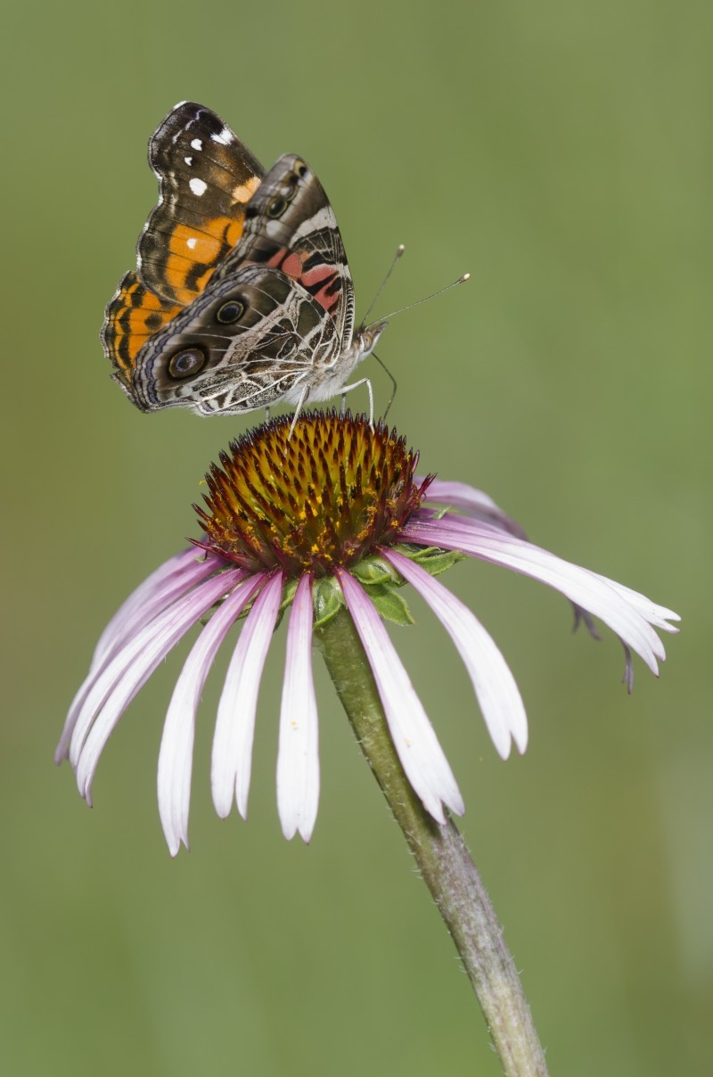 butterfly resting on a purple flower