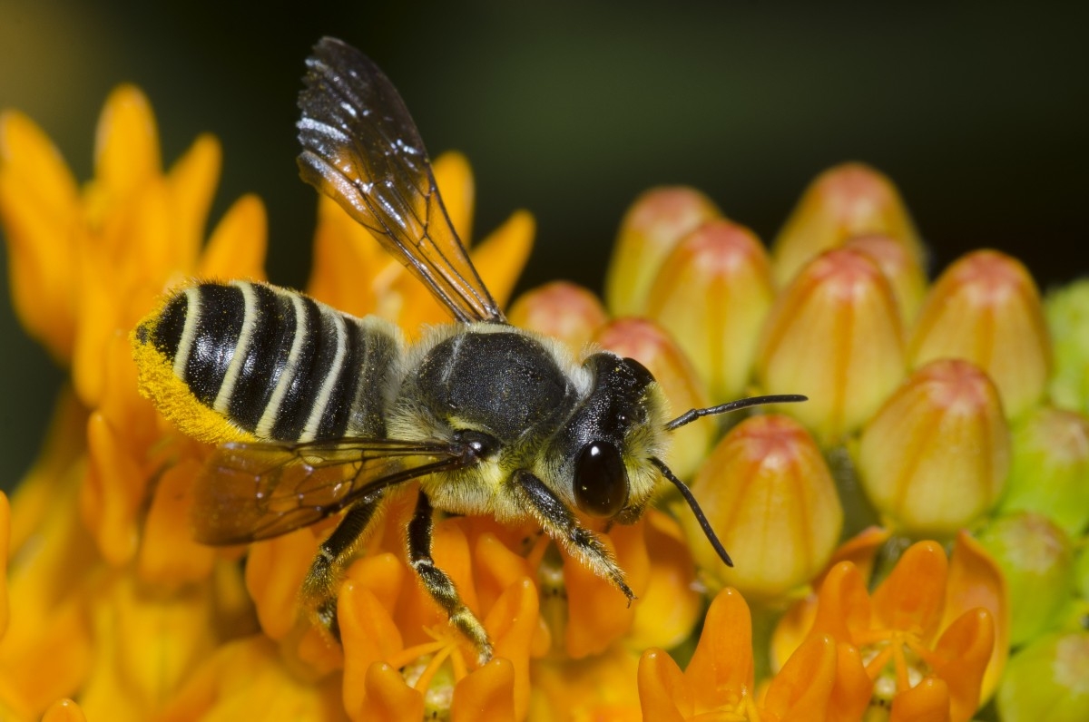 bee on orange flowers