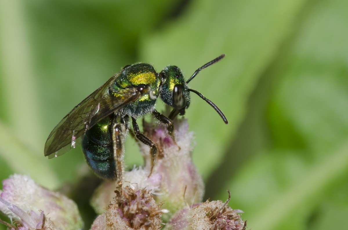 sweat bee on a pink flower