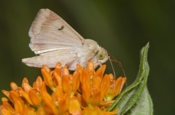 moth on a cluster of orange flowers