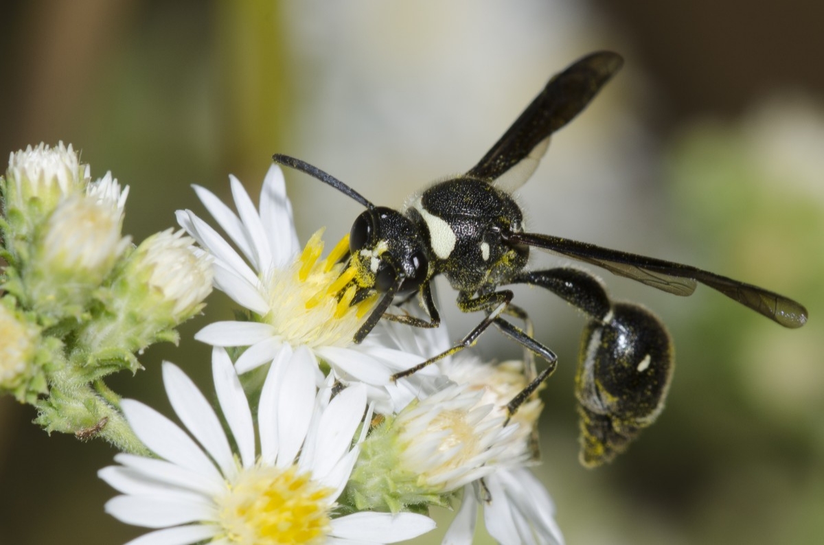 wasp on a white flower