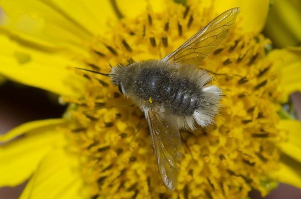 fly on a yellow flower