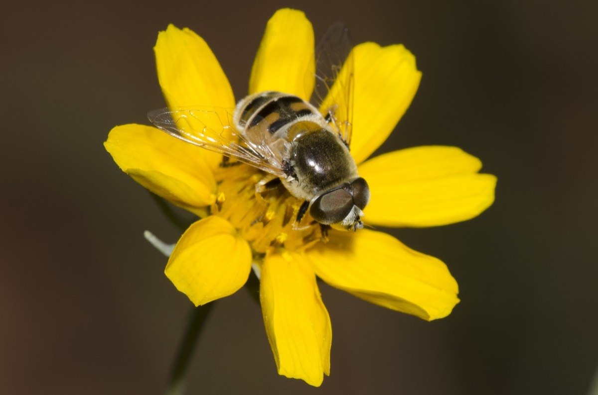 fly on a yellow flower