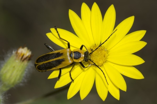 beetle on a yellow flower