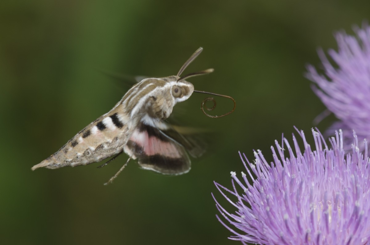 moth flying towards purple flowers
