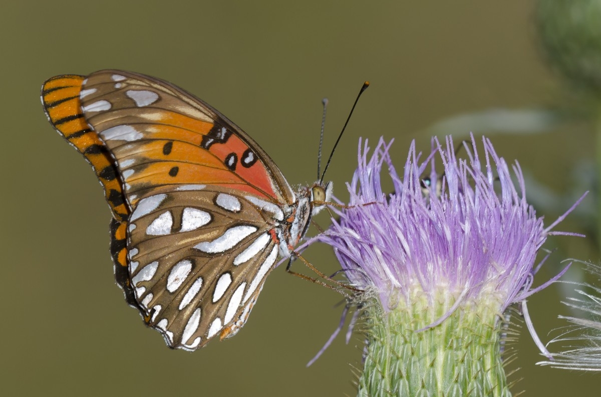 butterfly resting on a purple flower
