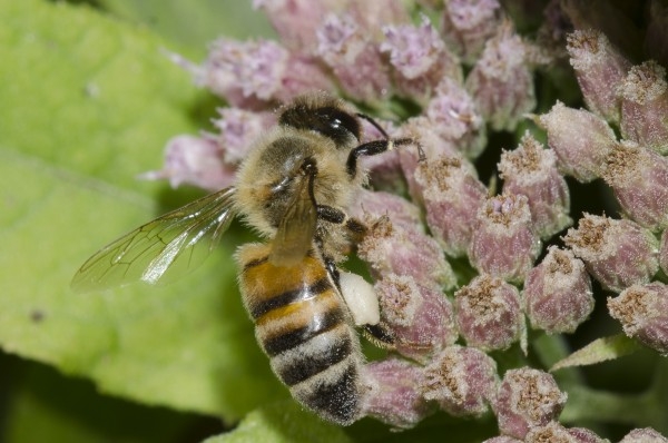 bee on a cluster of pink flowers