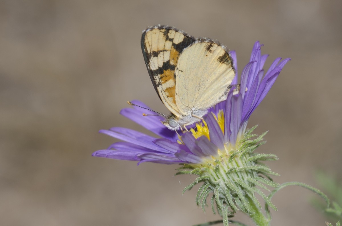 butterfly on a purple flower