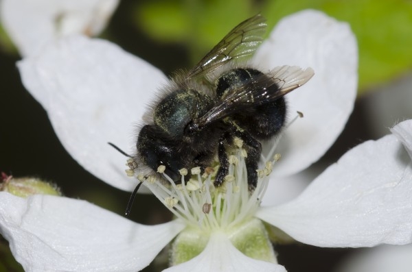 bee on a white flower