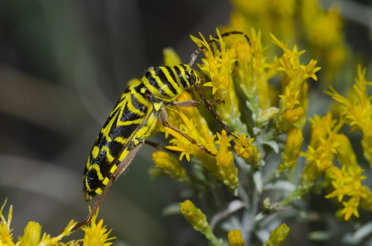 wasp on yellow flowers