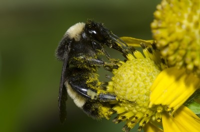 bumble bee on a flower