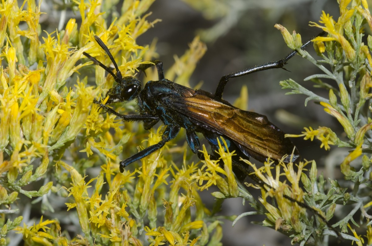 wasp on a cluster of yellow flowers