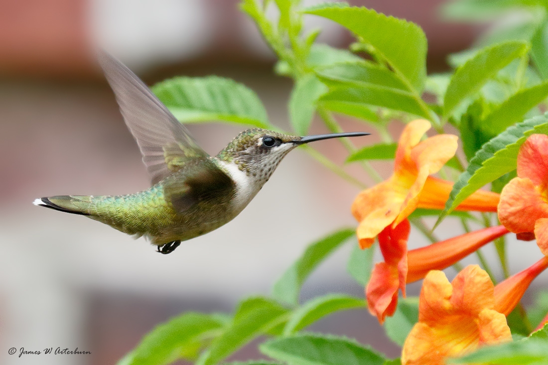 hummingbird flying near an orange flower
