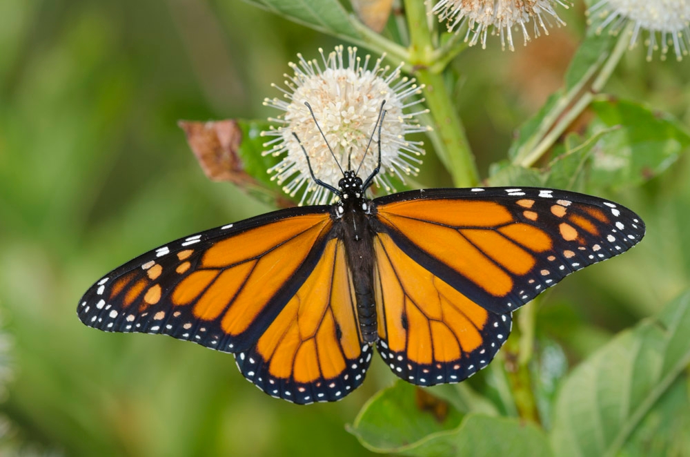 butterfly on a white flower