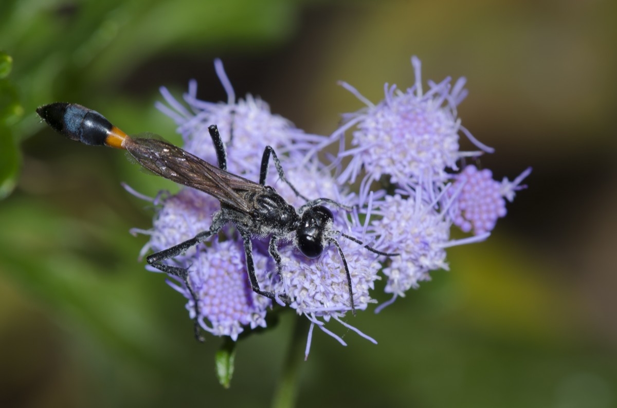 wasp on a cluster of purple flowers