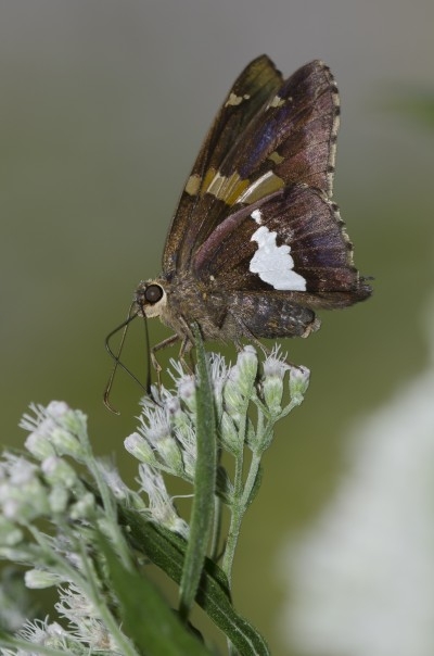 butterfly on a cluster of white flowers