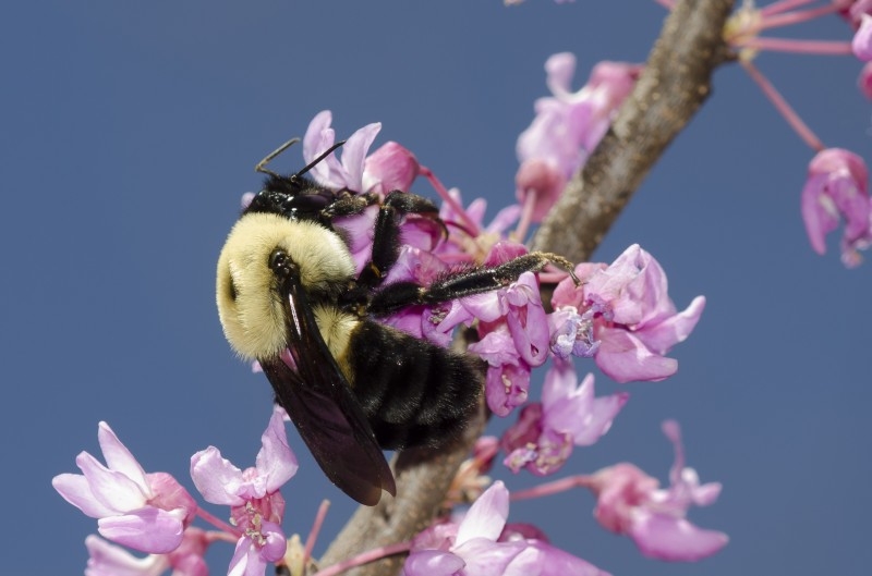 bee on pink blossoms 