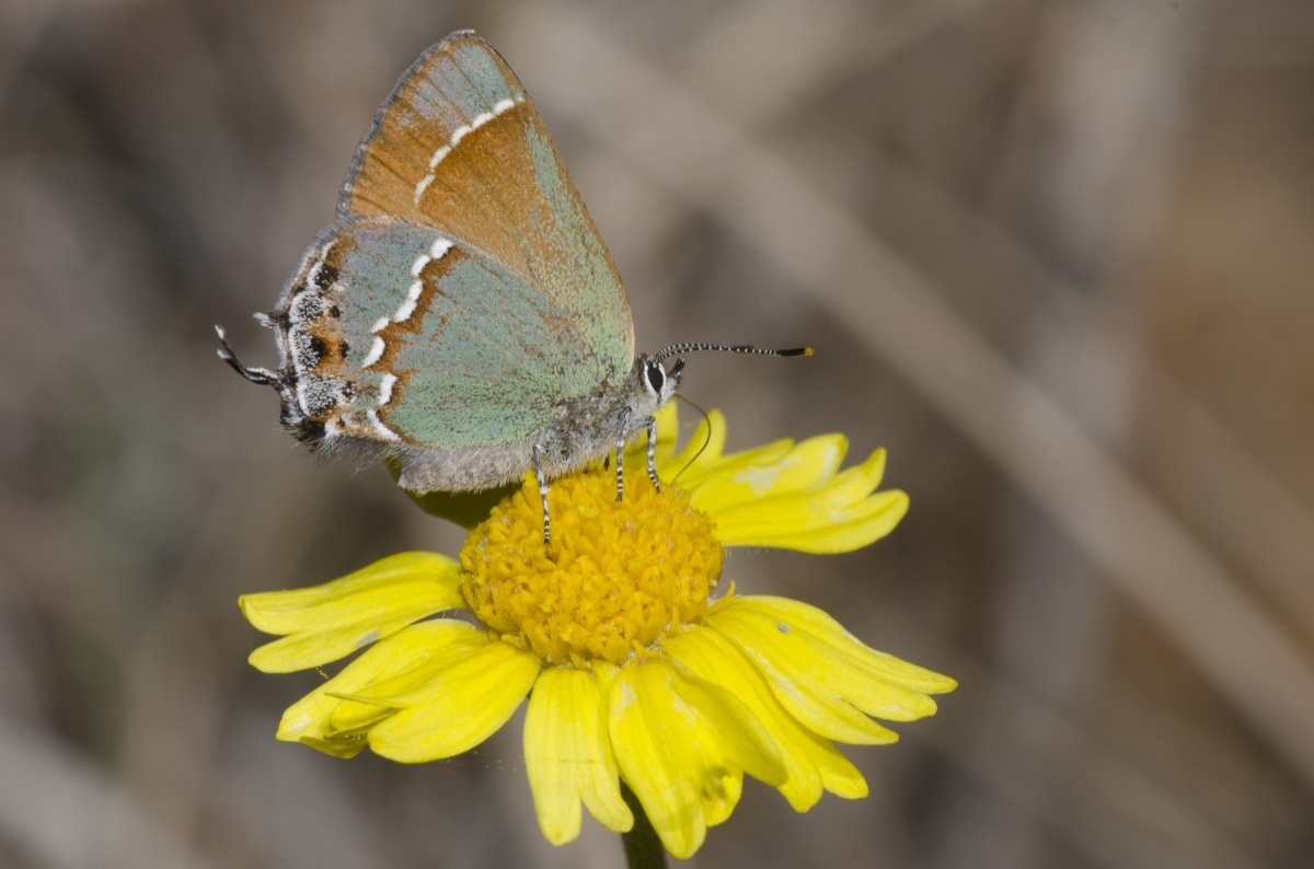 butterfly on a yellow flower