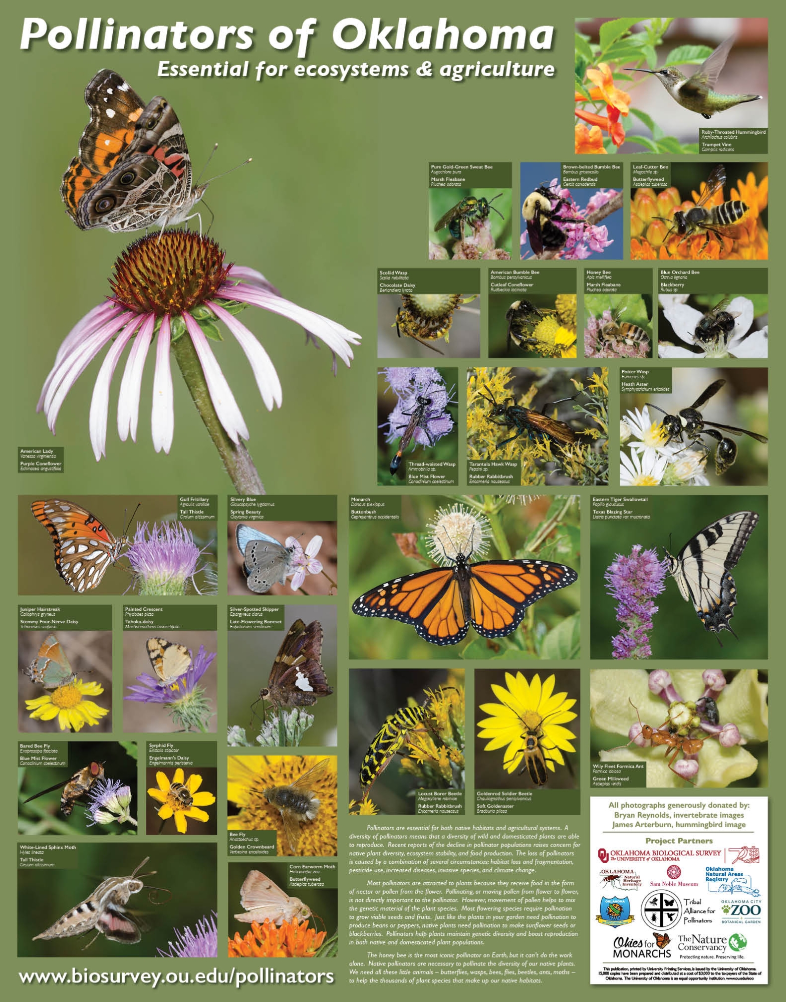 Thumbnail of Pollinators of Oklahoma Poster