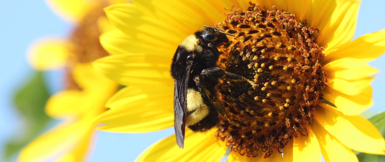 Bumble bee on a Sunflower