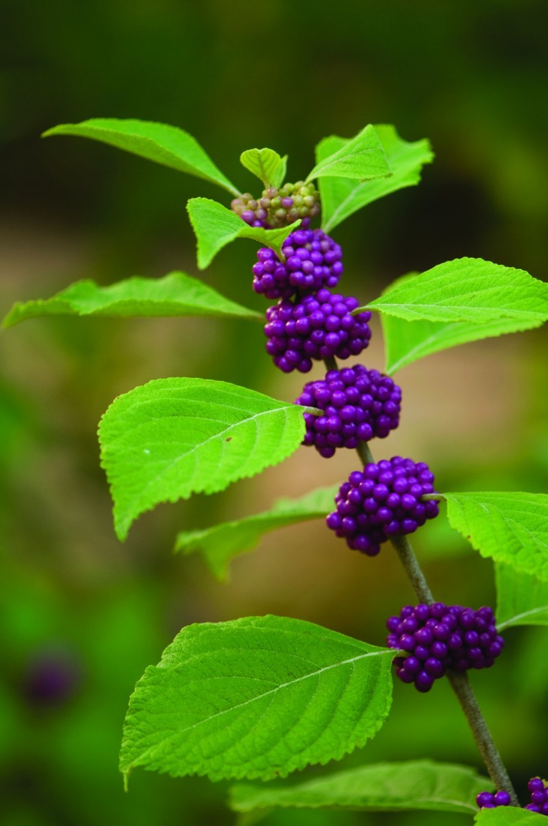 american beautyberry leaves and berries