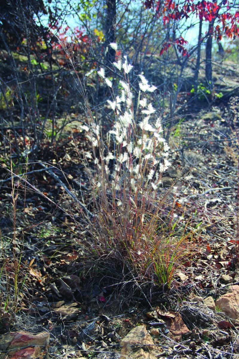 little bluestem grass