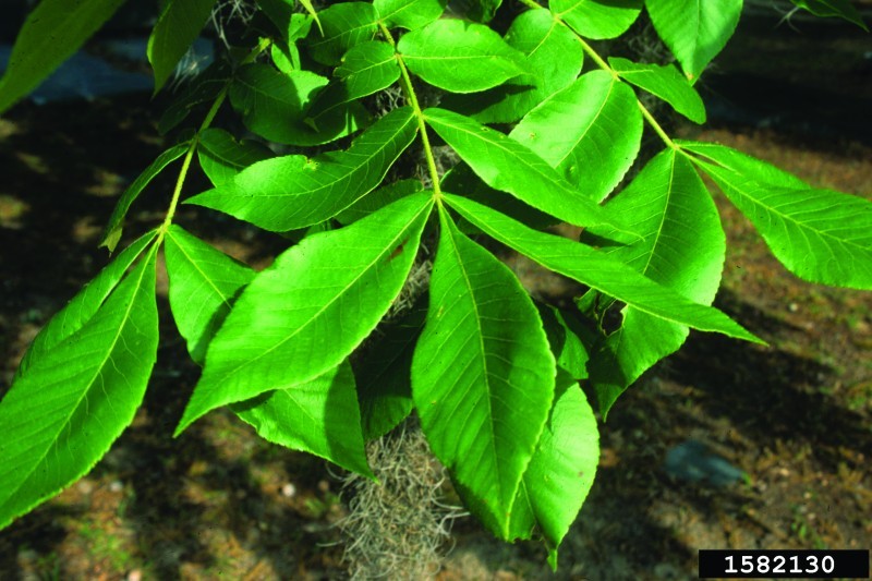 mockernut hickory leaves