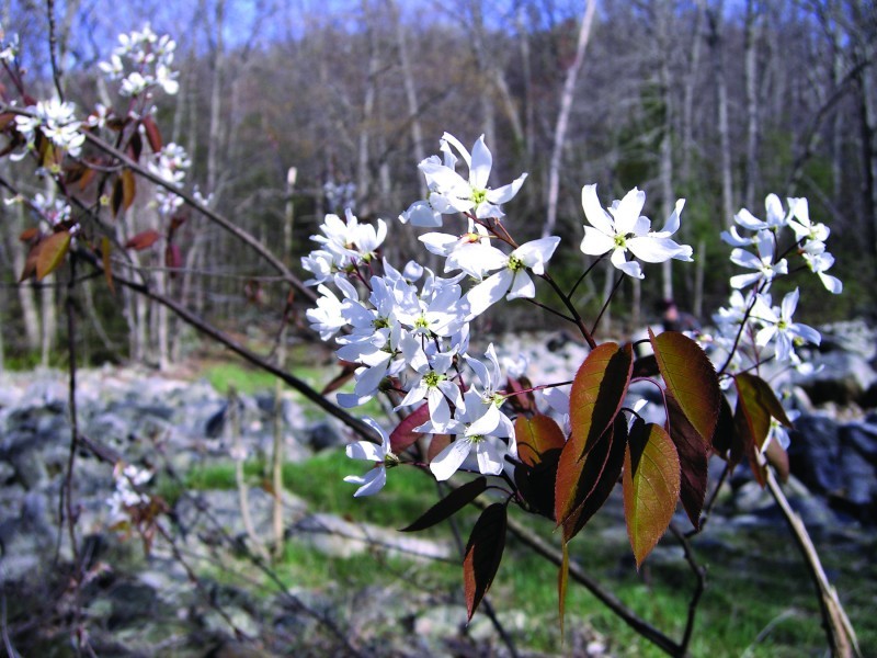 downy serviceberry blooms