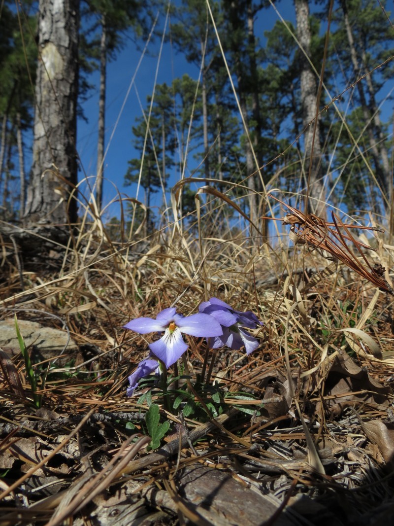 birdfoot violet blooms