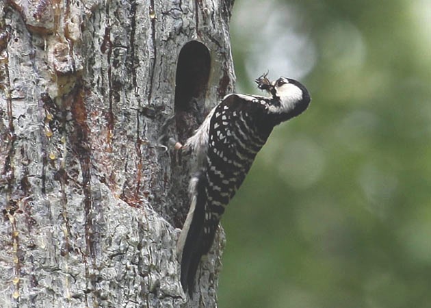 woodpecker perched on treebark