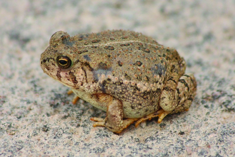 woodhouse's toad standing on a rocky surface
