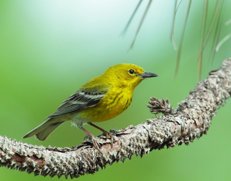 pine warbler sitting on a treebrach