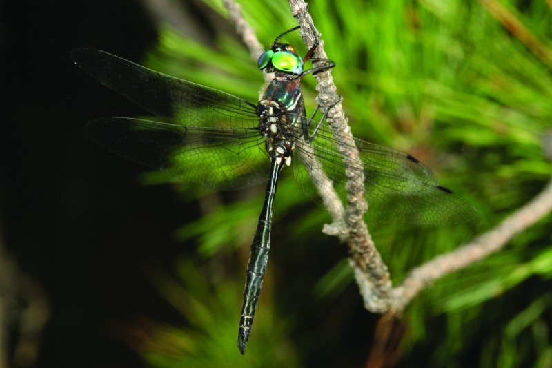 ozark emerald dragonfly hanging upside down from a small tree branch